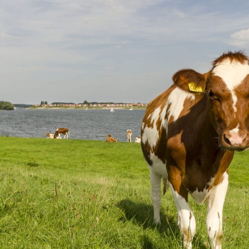 Verkiezingen, gelderse politiek