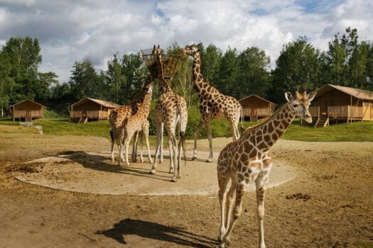 vakdag vakantiepark van de toekomst safari resort beekse bergen giraffes
