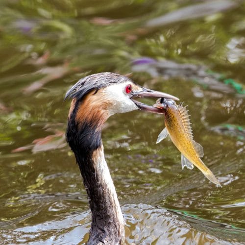 Wild Aalsmeer