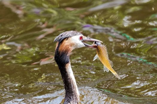 Wild Aalsmeer