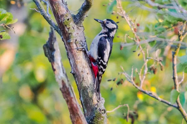 Specht Wild Aalsmeer